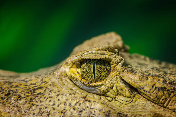 istock Extreme close-up of a caiman's textured eye with intricate patterns and vertical slit pupil against a vivid green background 2234525349