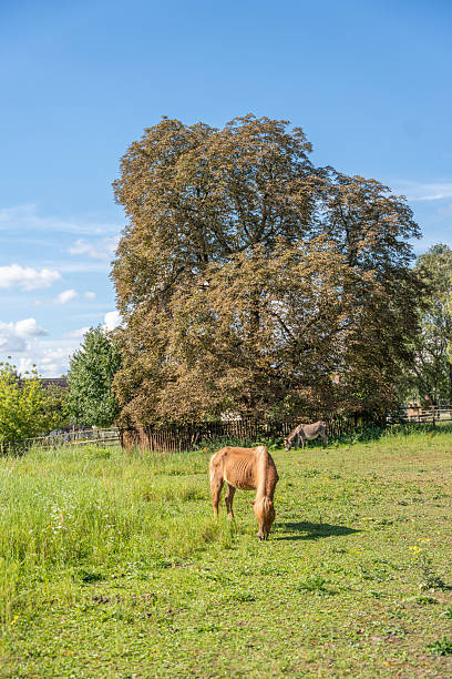 istock A pony and a donkey graze in a wide meadow. 2234533446