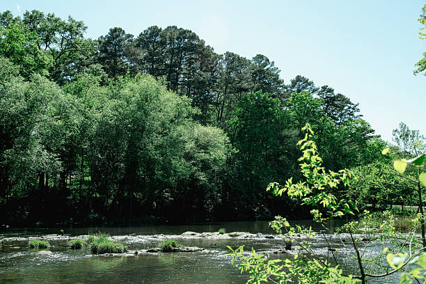 Rocky river in the woods