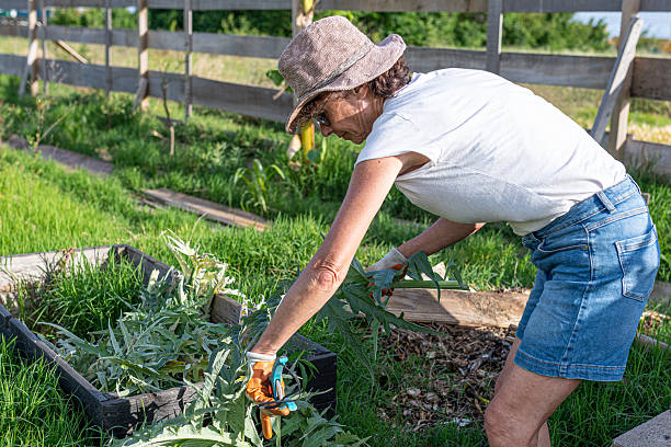 istock Female farmer pruning cynara cardunculus leaves using pruning shears in a vegetable garden 2234535086