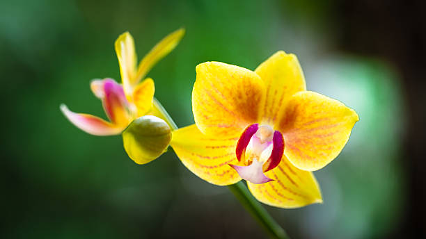 istock Yellow Orchid Flowers 2234535414