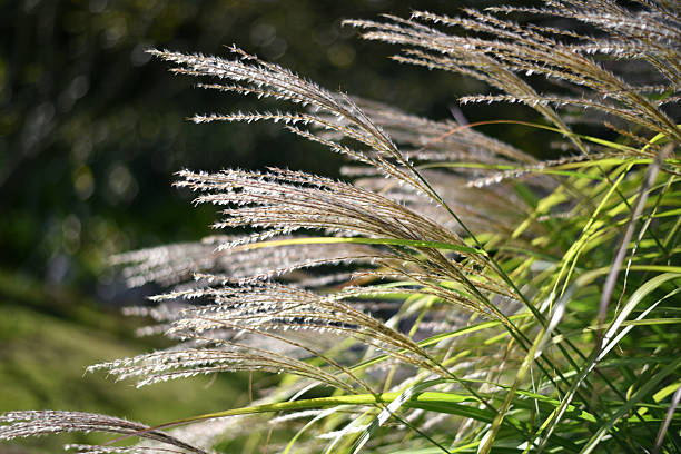 istock Miscanthus sinensis Chinese silver grass in garden 2234537258