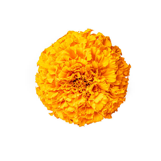 istock Orange Marigold Flower isolated on white 2234538011