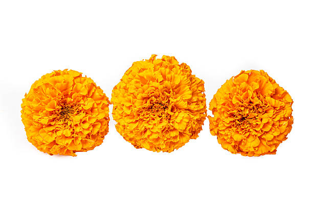istock Orange Marigold Flowers isolated on white 2234538024