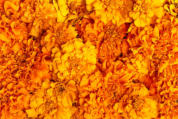 istock Orange Marigold Flowers as background 2234538229