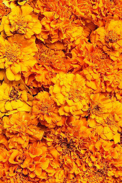 istock Orange Marigold Flowers as background 2234538247