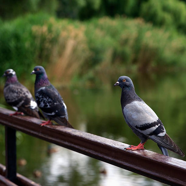 istock Three gray pigeons perched on a wooden railing by a calm river. Lush greenery surrounds water 2234538948