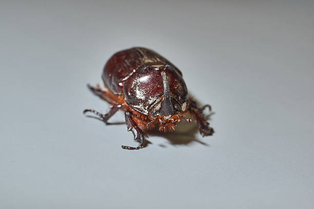 Macro photography of the rhinoceros beetle. All anatomical features of the rhinoceros beetle are visible. Its shape, shiny shell and distinctive horn are shown in detail.