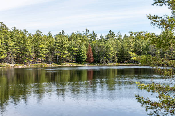istock One Brown Dead Tree Standing in an Evergreen Forest in Northern Ontario 2234540859