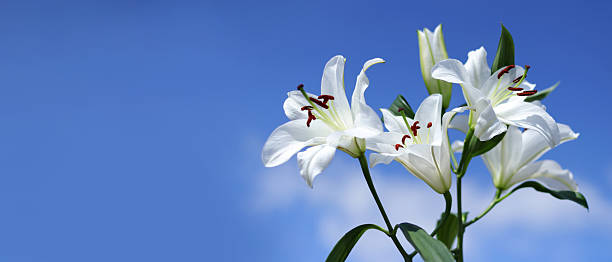 istock White Madonna Lily Blooming on Blue Background 2234543555