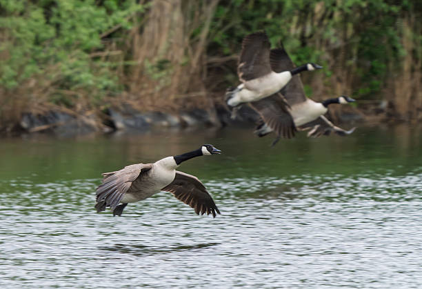 istock Canada Geese flying over a lake in Gosforth Park Nature Reserve 2234543692