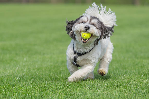 istock Cute Havanese Dog Playing Fetch 2234543870