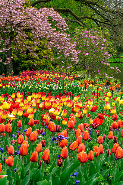 istock Spring Garden with Tulips and Cherry Tree 2234543937