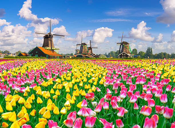 istock Tulips and Windmills at Zaanse Schans, Netherlands 2234543962