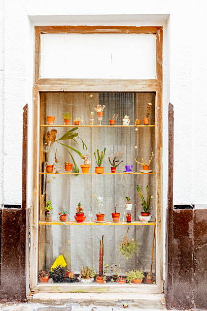 istock Window display with potted plants in Cadiz, Andalusia, Spain, September 2025. 2234544351