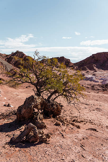 Gnarled tree growing in a dry desert landscape with red soil and rocky hills