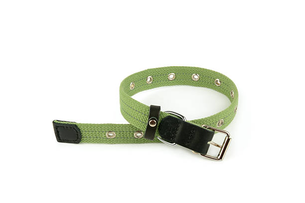 istock Green Fabric Dog Collar on a White Background 2234546383