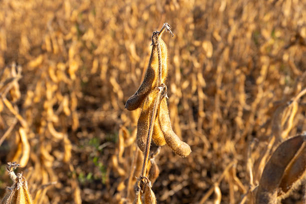 istock Soybean plants in a field ready for harvest during late summer under a clear blue sky 2234546480