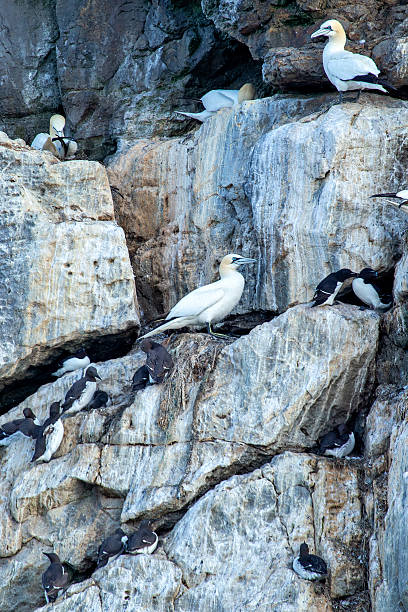 istock Northern gannet (Morus bassanus) - North Atlantic coasts and Irish colonies 2234549382