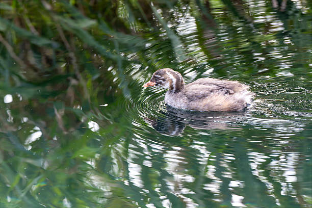 istock Young little grebe in the river. 2234553144