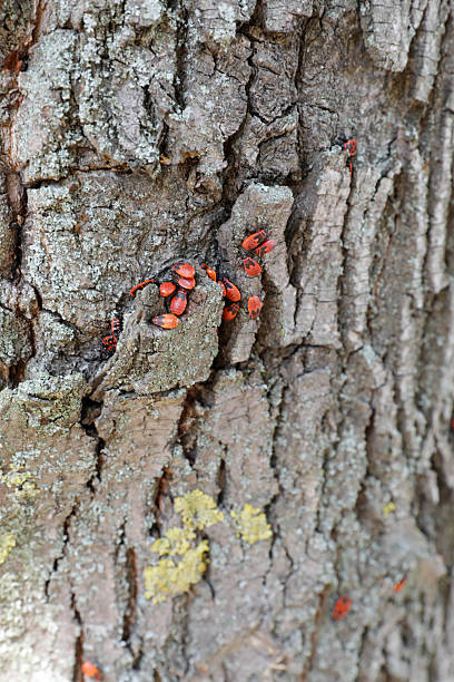 istock Cluster Of Red Bugs In Tree Bark Crevice 2234553400