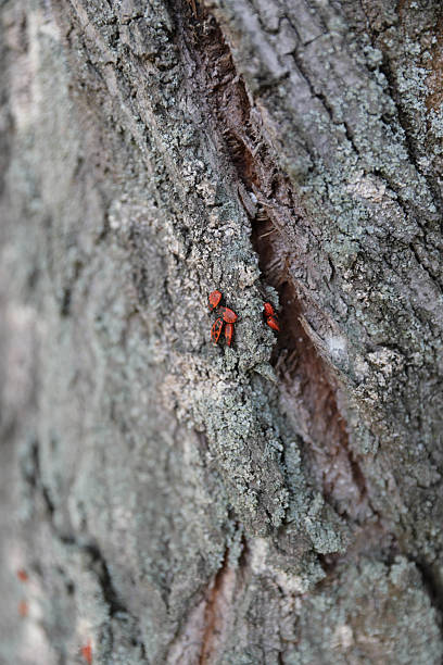 istock Cluster Of Red Bugs In Tree Bark Crevice 2234553535