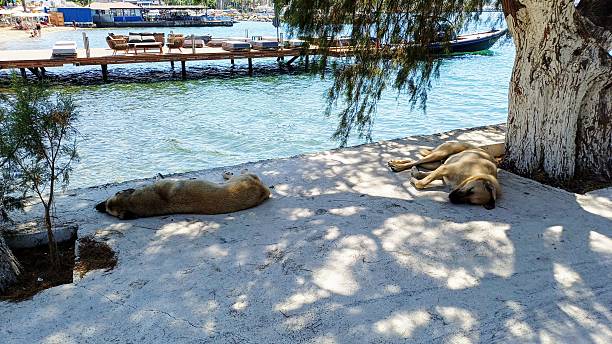 istock Two large stray dogs sleeping by the sea. 2234555189