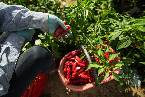 istock Harvesting red chili peppers in the field 2234560698