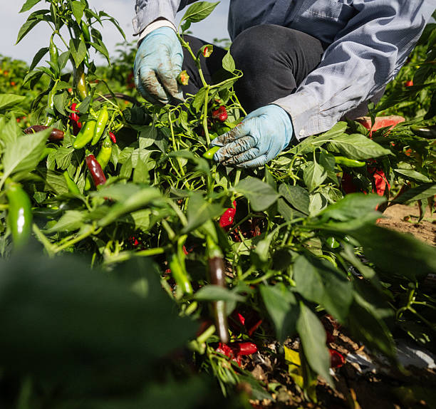 istock Harvesting red chili peppers in the field 2234560700