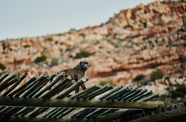 A solitary baboon stands confidently on a wooden structure, set against a rugged rocky landscape under clear daylight in a safari environment.