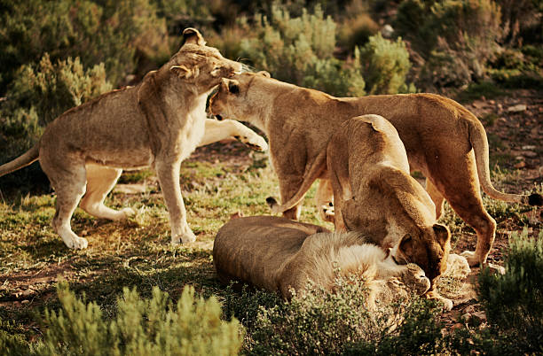 Juvenile Lions play in the tall grass, wildlife photography whilst on safari in the Tswalu Kalahari Reserve in South Africa