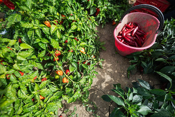 Farm workers collecting ripe red chili peppers directly from the plants into baskets during harvest season, representing sustainable local agriculture and food production.