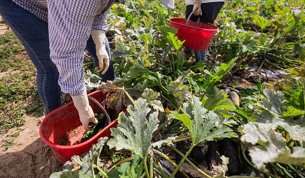 istock Harvesting zucchini in the field 2234561326