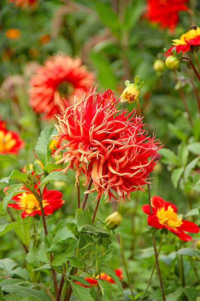 Red dahlias in bloom in the garden.