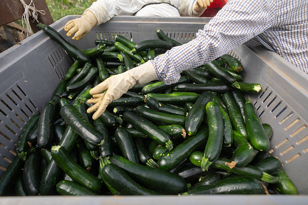 istock Freshly harvested zucchini collected in the field 2234561628