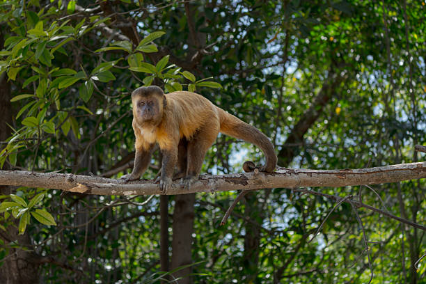 Capuchin monkey in its natural habitat, perched on a tree branch in Vassouras, a small fishing village on the banks of the Preguiças River