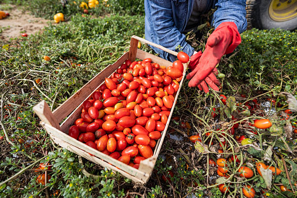 istock Tomato harvest in rural field 2234562800