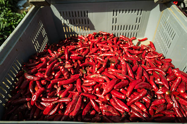 Close-up of a large container filled with freshly picked red chili peppers, symbolizing sustainable agriculture, local food production, and seasonal harvest.