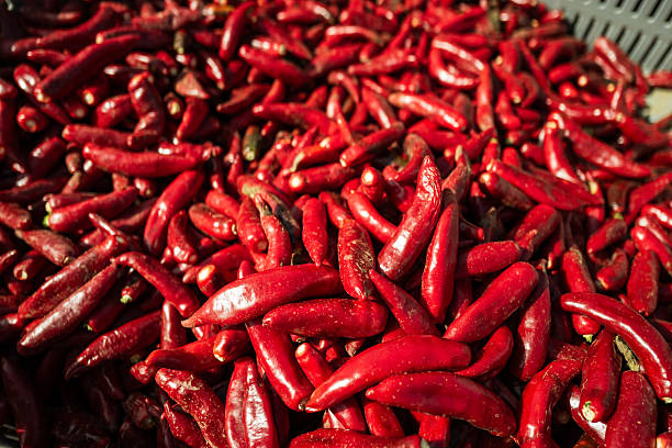 Close-up of a large container filled with freshly picked red chili peppers, symbolizing sustainable agriculture, local food production, and seasonal harvest.