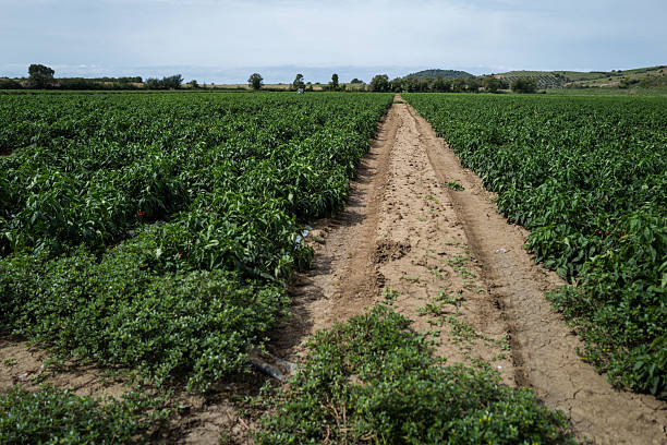 istock Vegetable crops in open farmland 2234563835