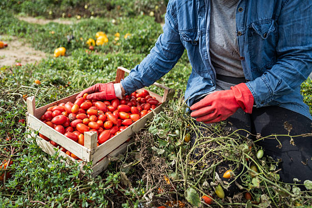 istock Harvesting fresh tomatoes by hand, sustainable agriculture 2234564095