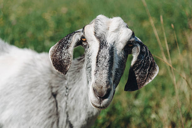 istock black and white goat walks in meadow and eats grass 2234564289
