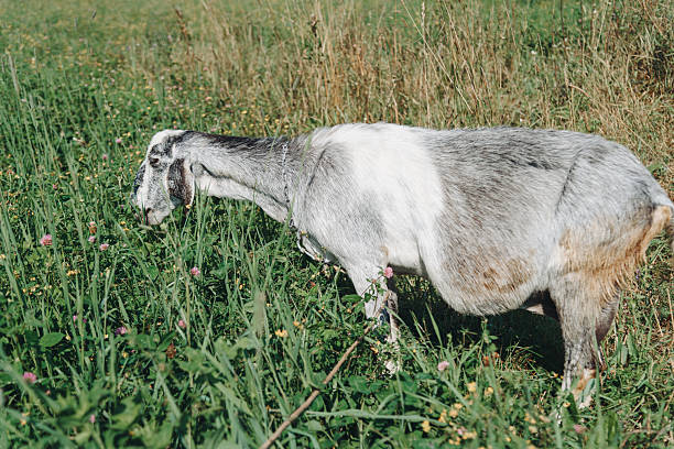 black and white pregnant goat walking in meadow or green field and eating grass
