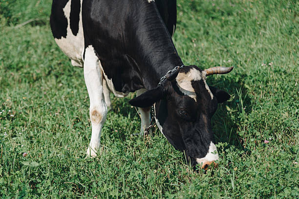 istock cow lies in meadow and eats grass 2234564296