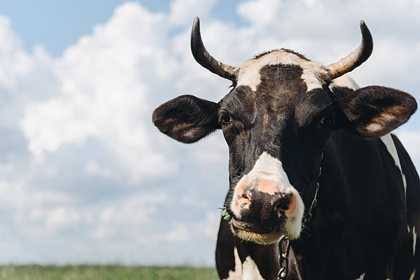 istock cow lies in meadow and eats grass 2234564302