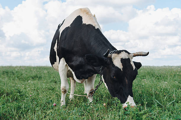 istock cow lies in meadow and eats grass 2234564304