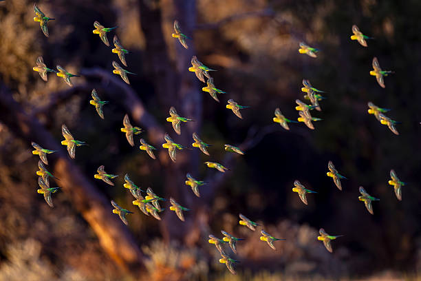 Too Beautiful Pair budgie Bird. Yellow and blue budgies, pair of domestic birds