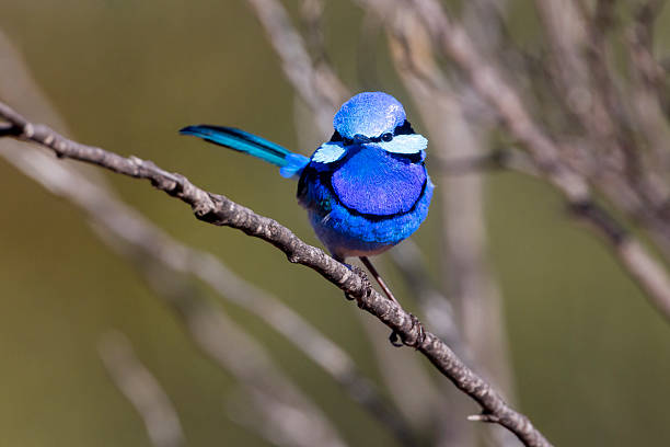 Taxon name: Splendid Fairy-wren\nTaxon scientific name: Malurus splendens melanotus\nLocation: Gundabooka National Park, New South Wales, Australia