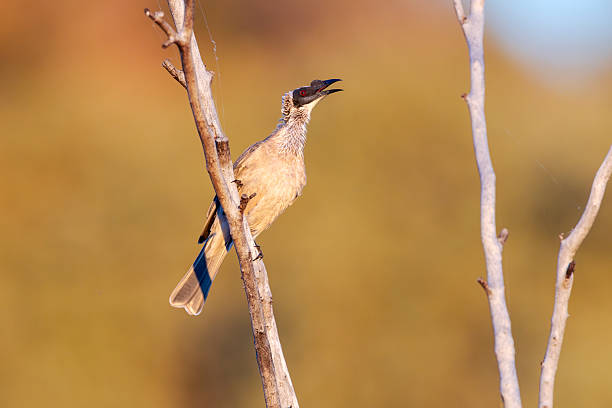 Taxon name: Western Silver-crowned Friarbird\nTaxon scientific name: Philemon argenticeps argenticeps\nLocation: Mount Isa, Queensland, Australia
