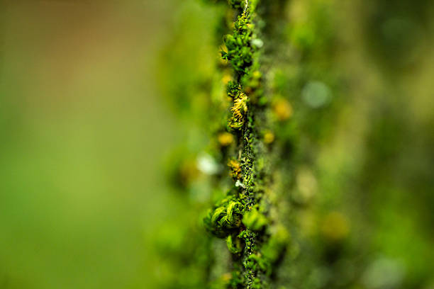 Macro image with selective focus of a green moss growing on Beech tree